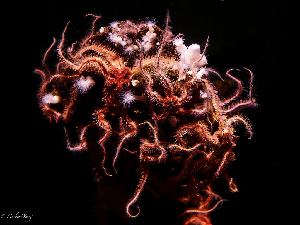 Lives Under the Sea