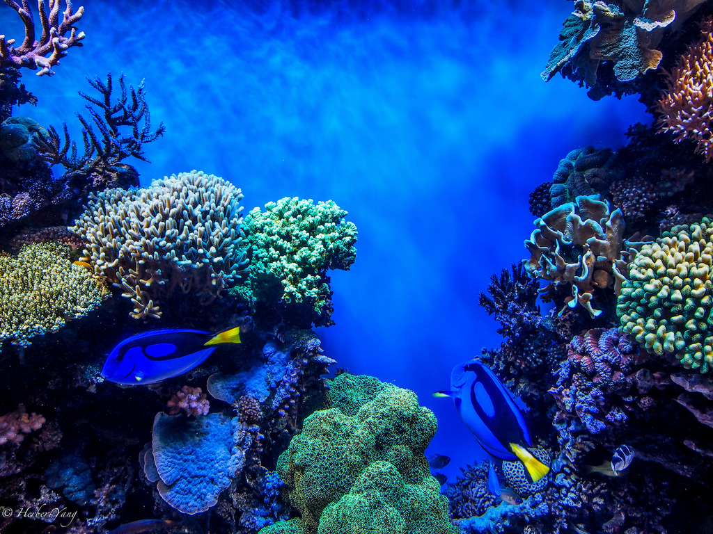 Monterey Bay Aquarium