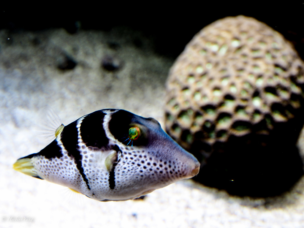 Monterey Bay Aquarium