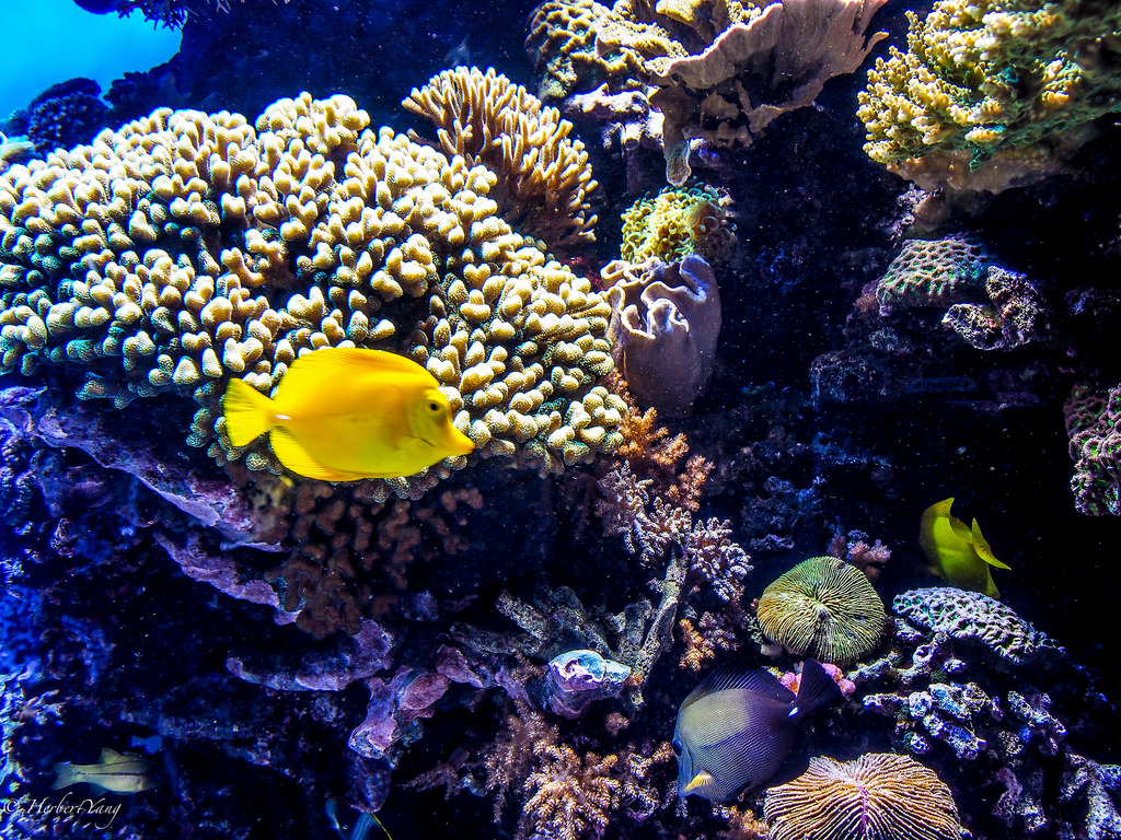 Monterey Bay Aquarium