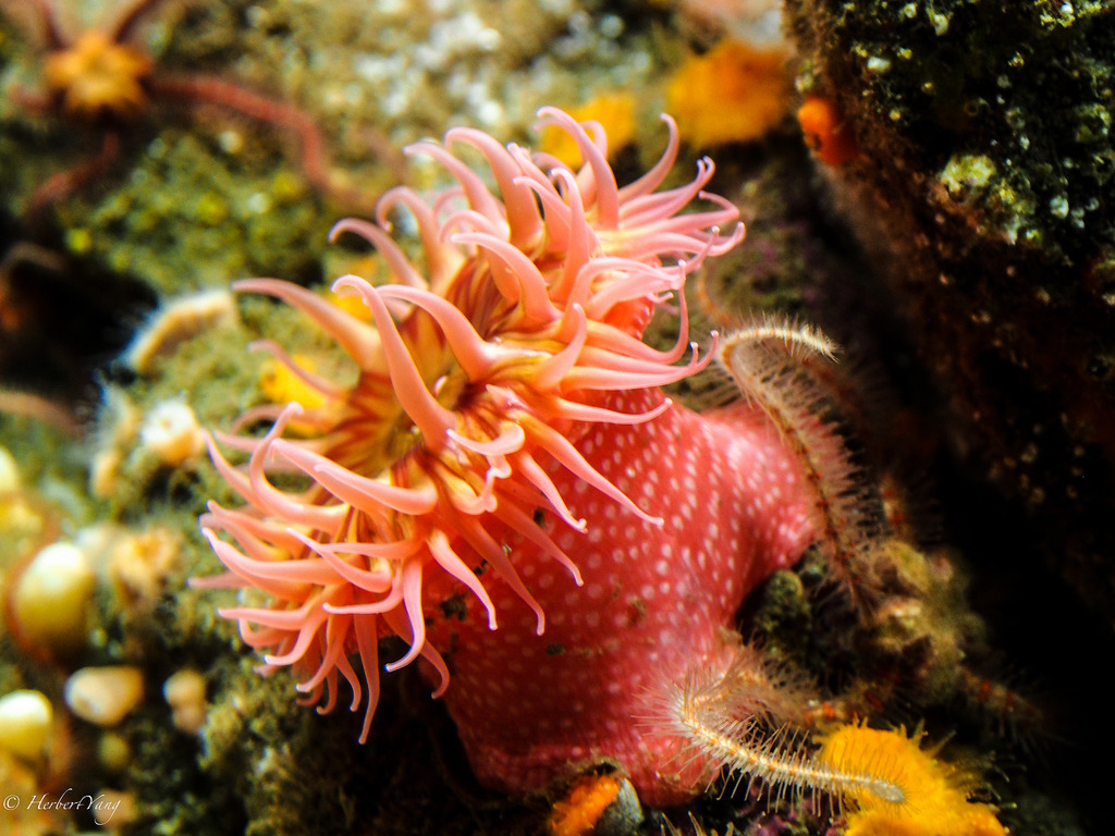 Monterey Bay Aquarium