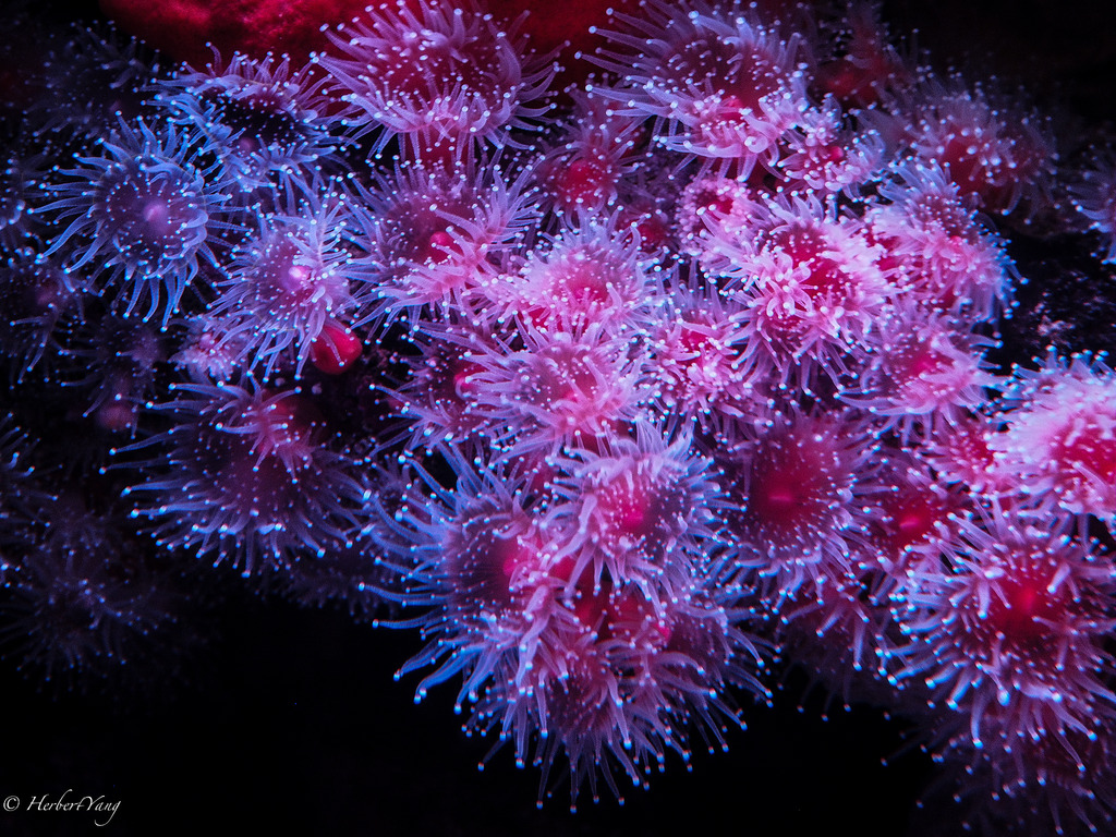 Monterey Bay Aquarium