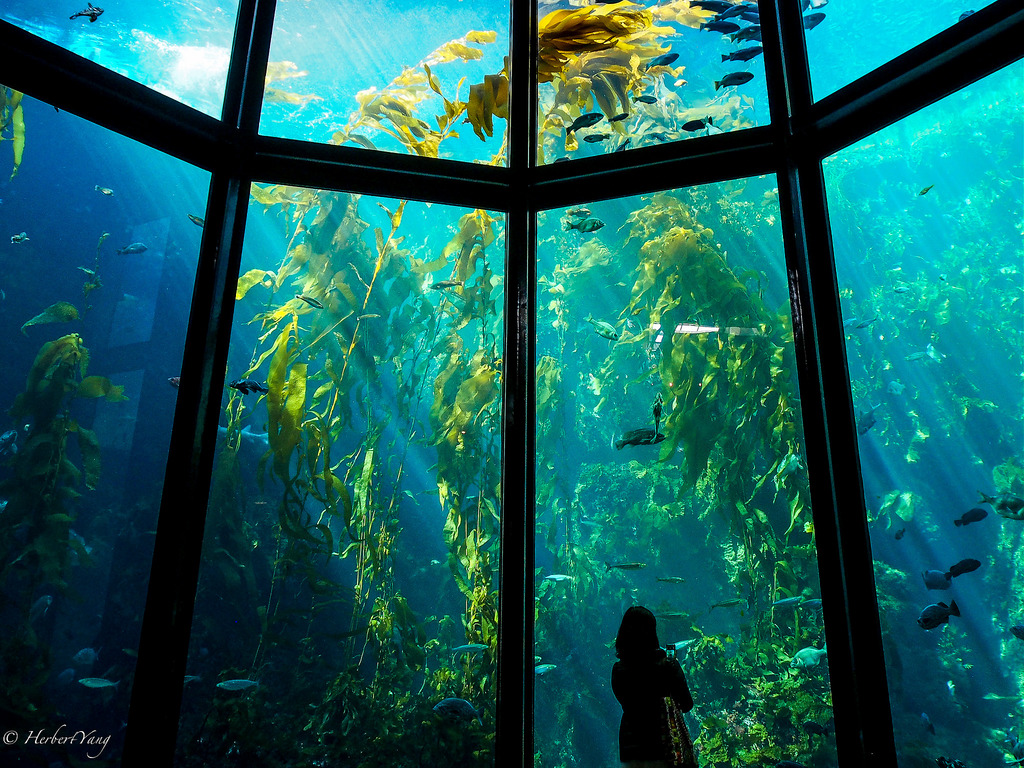 Monterey Bay Aquarium