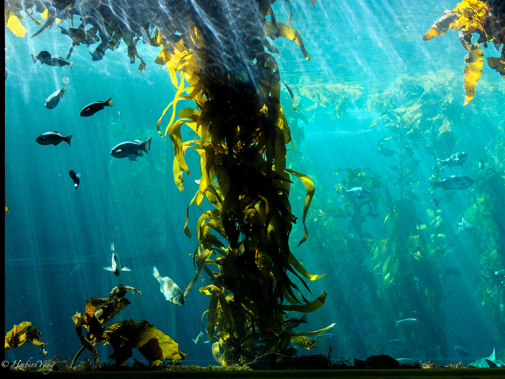 Monterey Bay Aquarium