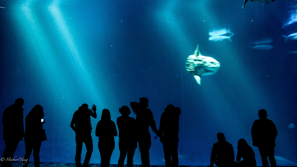 Monterey Bay Aquarium