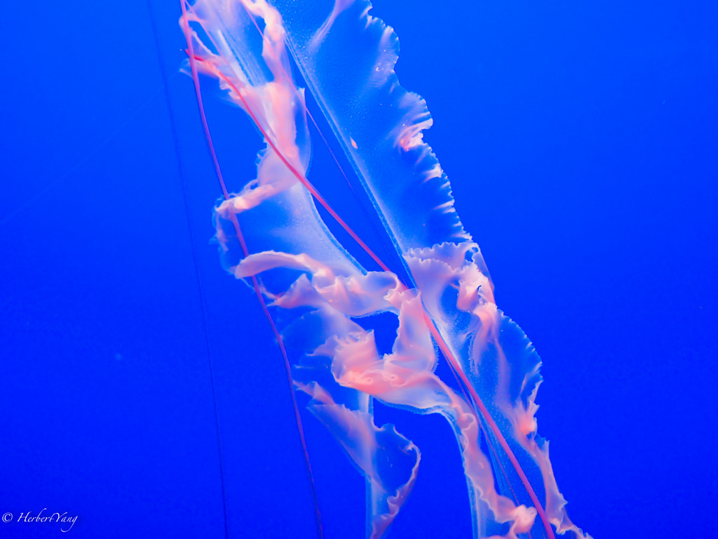 Monterey Bay Aquarium Jelly Fish