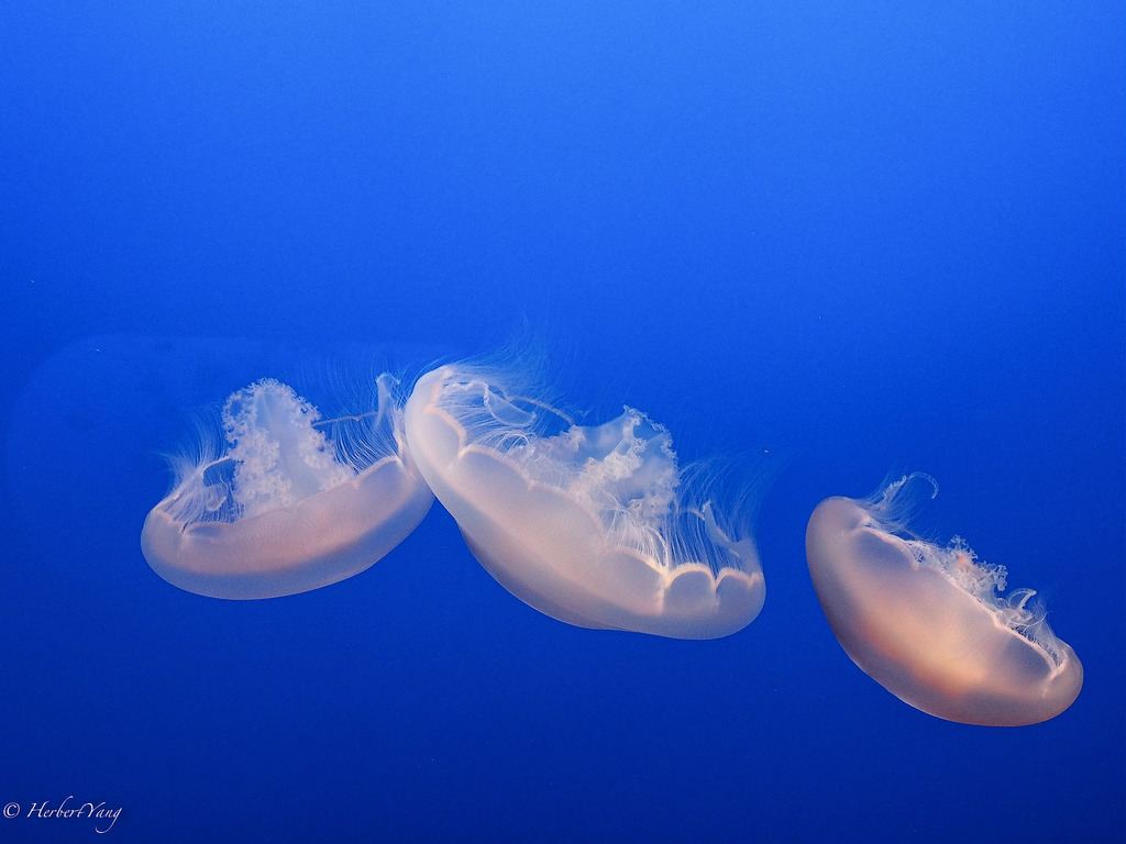 Monterey Bay Aquarium Jelly Fish