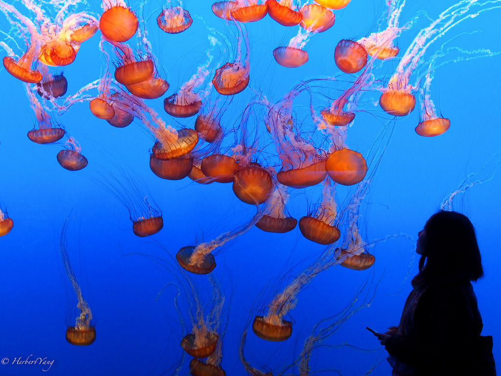 Monterey Bay Aquarium Jelly Fish