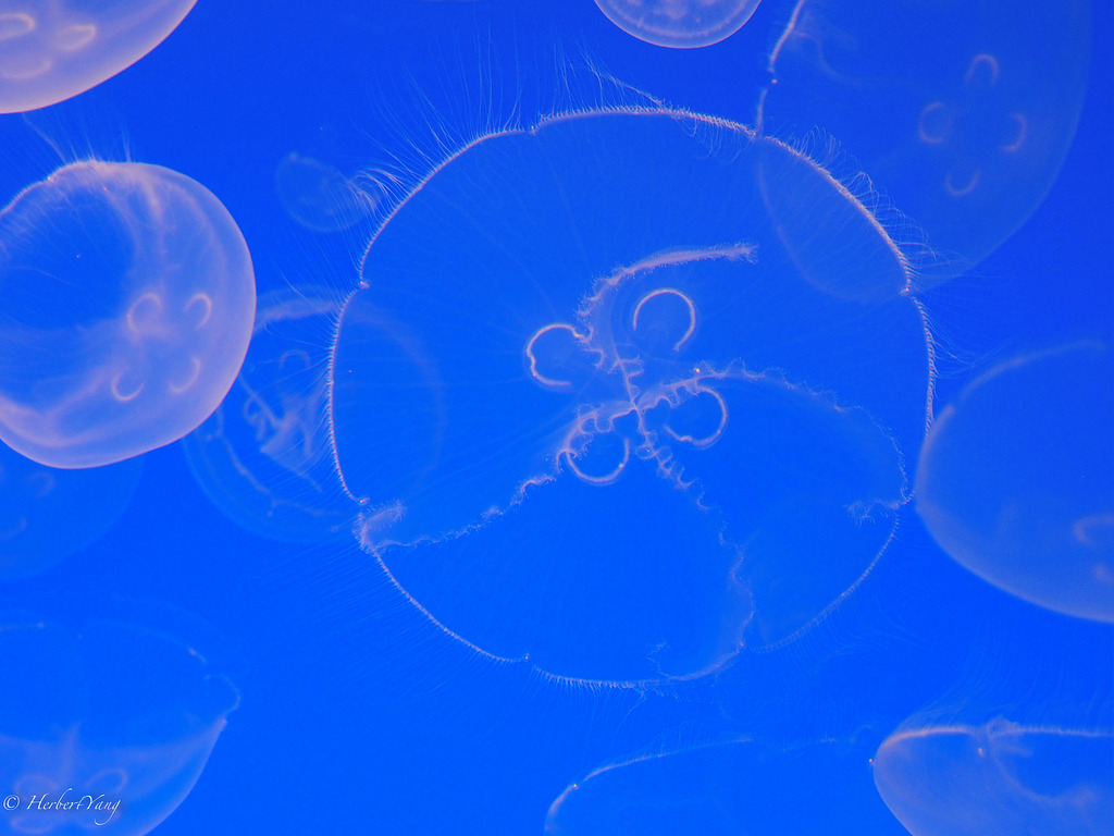 Monterey Bay Aquarium Jelly Fish