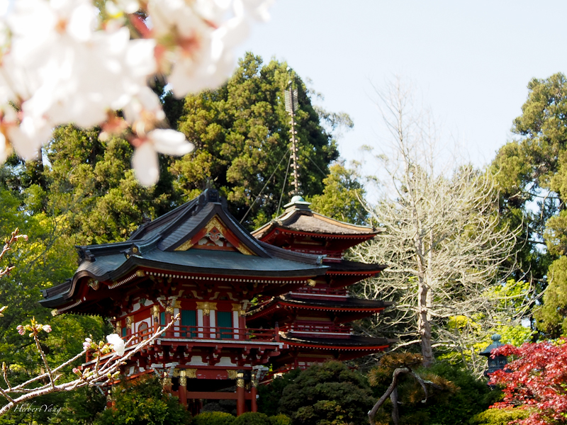 Japanese Tea Garden