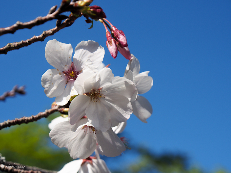 Japanese Tea Garden