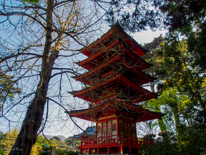 Japanese Tea Garden